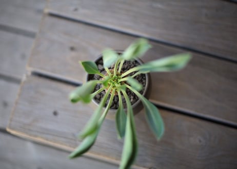鉄甲丸　Euphorbia bupleurifolia