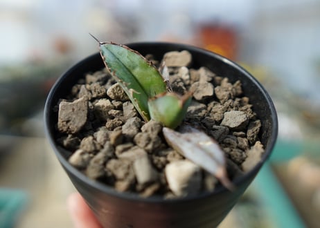 アガベ　チタノタ　 ブラックアンドブルー 　Agave titanota black and blue No.4
