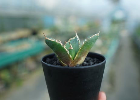 アガベ　チタノタ　鬼爪雪峰  Agave titanota “Onitsume Yukimine”　No.2