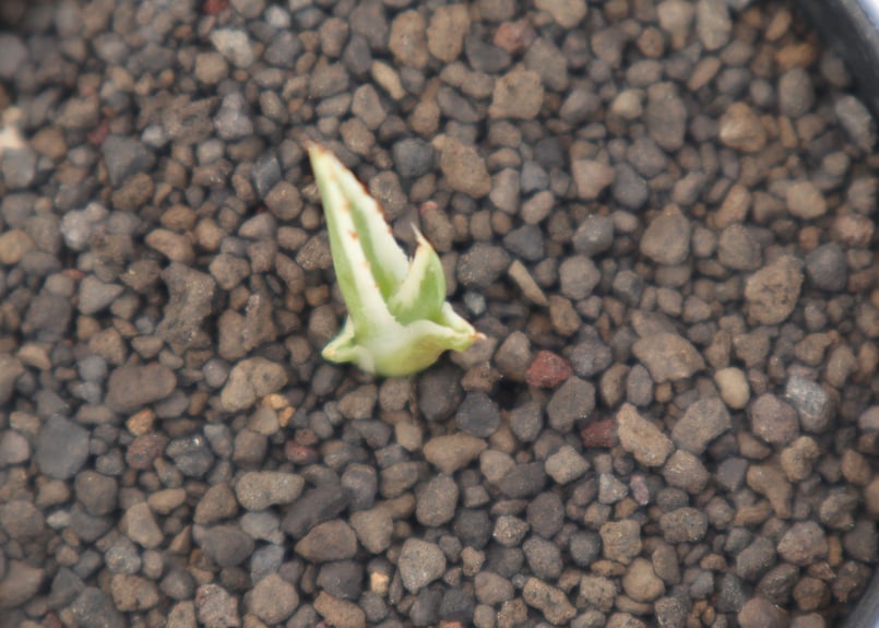 アガベ 氷山 | mana's farm:塊根植物・アガベ・ドライガーデン植物販売