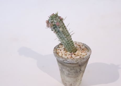 白樺キリン　ユーフォルビア　ミルクトロン