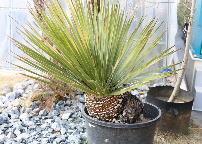 ダシリリオン ウィーレリー | mana's farm:塊根植物・アガベ・ドライ