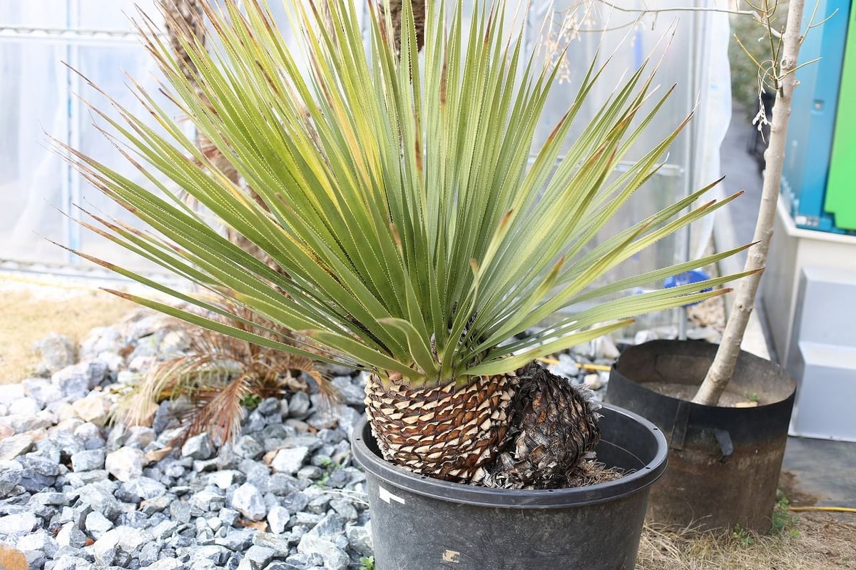 ダシリリオン ウィーレリー | mana's farm:塊根植物・アガベ・ドライ