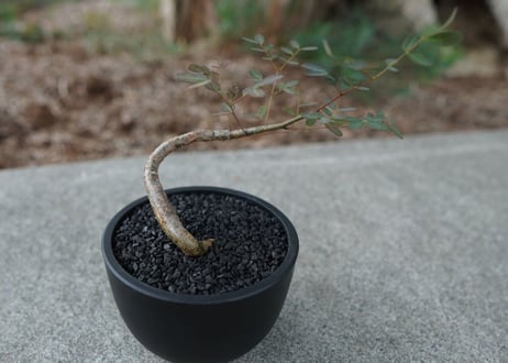 【沖縄実生株】デロニクス　デカリー Delonix decaryi No.1