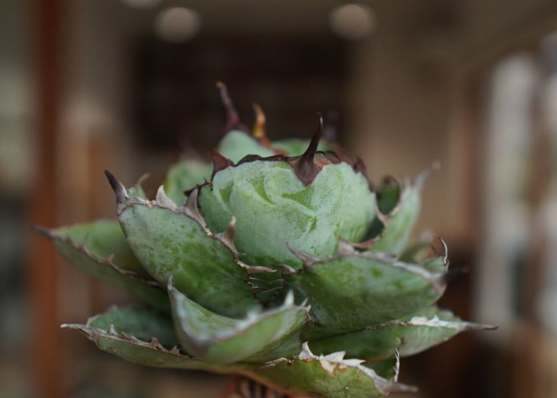 アガベ チタノタ ブラックアンドブルー Agave titanota black and