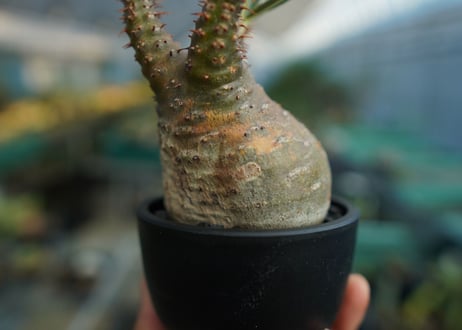 パキポディウム　グラキリス　 Pachypodium Gracilius  No.4