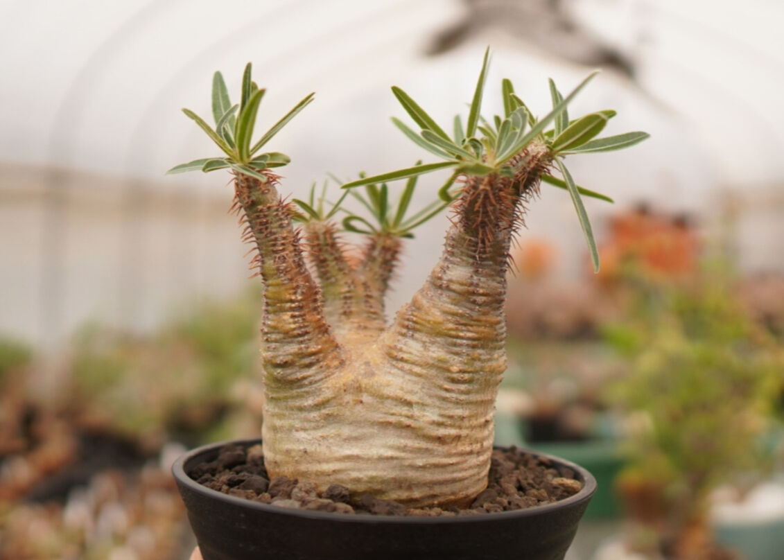 パキポディウムグラキリス　GC① 楽天市場】コーデックス：パキポディウム グラキリス 発根済*塊根幅