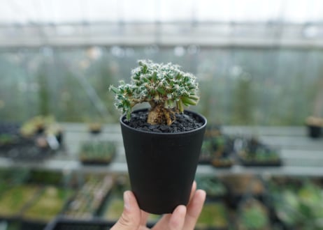 トリコディアデマ　デンサム　Trichodiadema densum  No.1