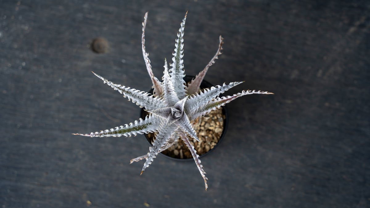 ディッキア Southern Star | mana's farm:塊根植物・アガベ・ドライガ