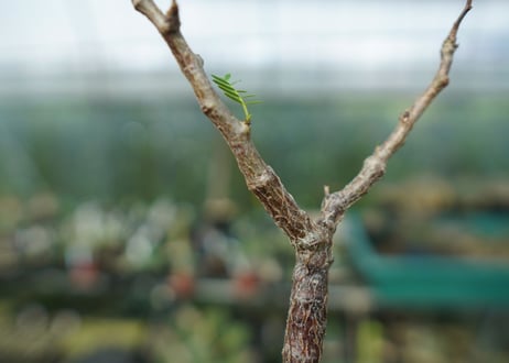 センナ　メリディオナリス　Senna meridionalis