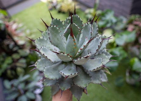 Agave macroacantha x Potatorum 中 NO.2
