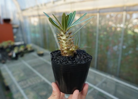 パキポディウム　カクチぺス　Pachypodium cactipes  No.2