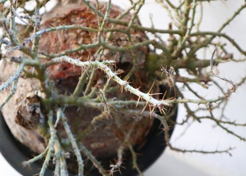 パキポディウム ビスピノーサム 特大株 | mana's green:塊根植物 パキポディウム ビスピノーサム 特大株 | mana's green:塊根植物
