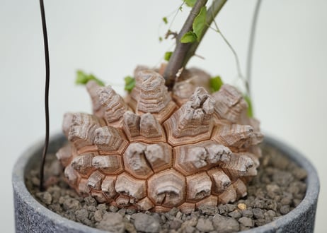 Dioscorea elephantipes