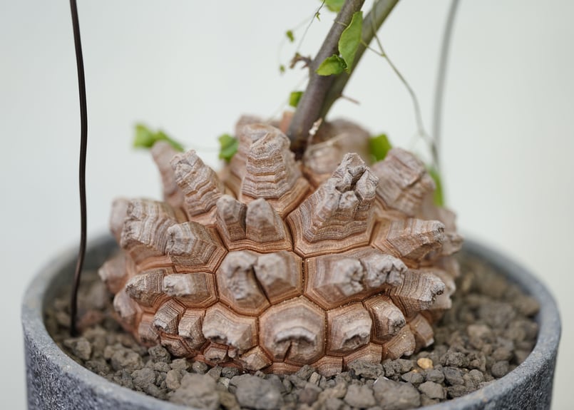 Dioscorea elephantipes | mana's farm:塊根植物・アガベ・ド