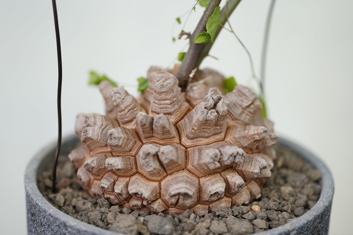 Dioscorea elephantipes | mana's farm:塊根植物・アガベ・ド