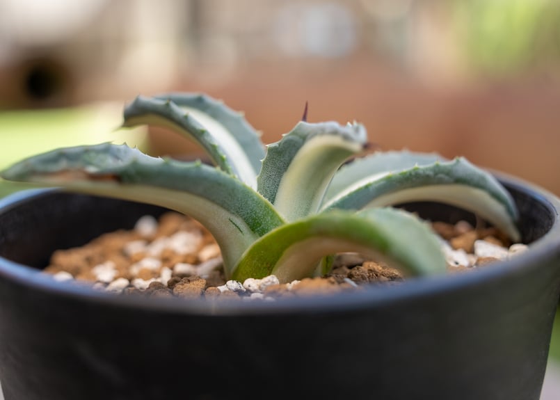 アガベ 華厳 | mana's farm:塊根植物・アガベ・ドライガーデン植物販売