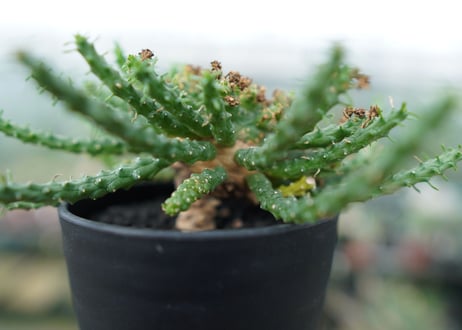 ユーフォルビア　ゴルゴニス　Euphorbia gorgonis