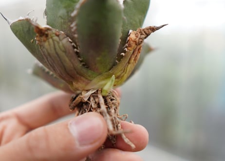 Agave titanota FO-76 C NO.5