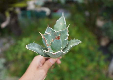 Agave titanota 白鯨 C NO.2