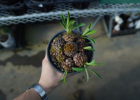 ユーフォルビア　鉄甲丸  Euphorbia bupleurifolia　E7