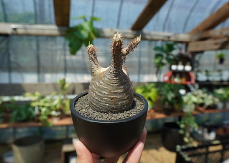 【未発根】パキポディウム　グラキリス　 Pachypodium Gracilius  No.1
