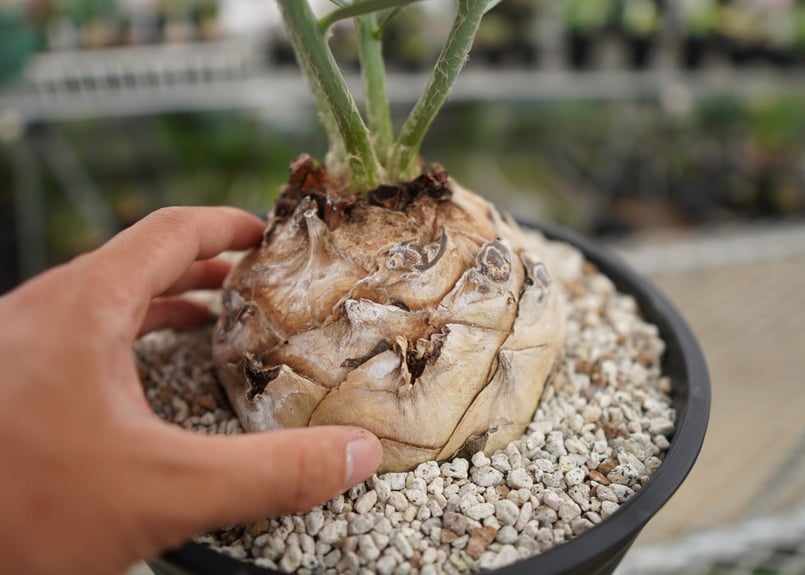 エンセファラルトス ホリダス Encephalartos horridus NO.2 | エンセファラルトス ホリダス Encephalartos horridus NO.2 |