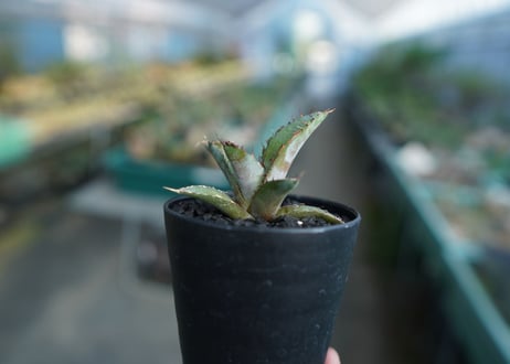 アガベ　チタノタ　 ブラックアンドブルー 　Agave titanota black and blue　No.2