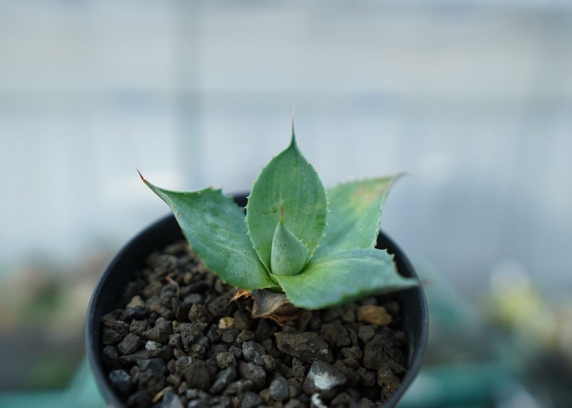 ユッカ グロリオサ 散り斑 観葉植物 ライジングサン ロストラータ