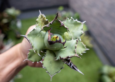 Agave titanota dwarf 姫厳龍NO.9
