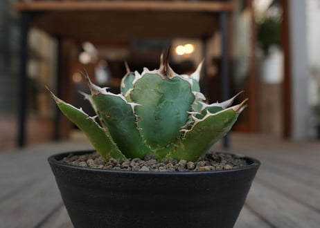 アガベ　チタノタ　Agave titanota