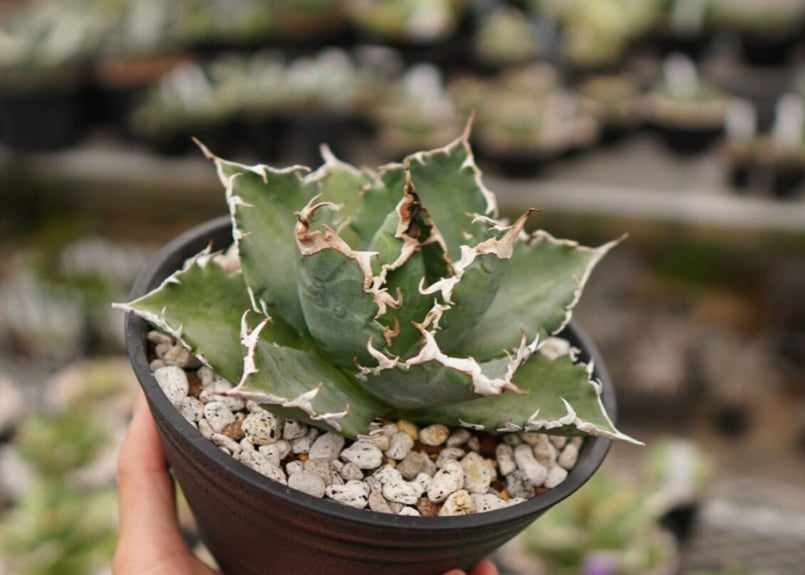 アガベ チタノタ 白鯨嚴龍 | mana's farm:塊根植物・アガベ・ドライ