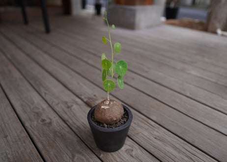ステファニア　エレクタ　Stephania erecta