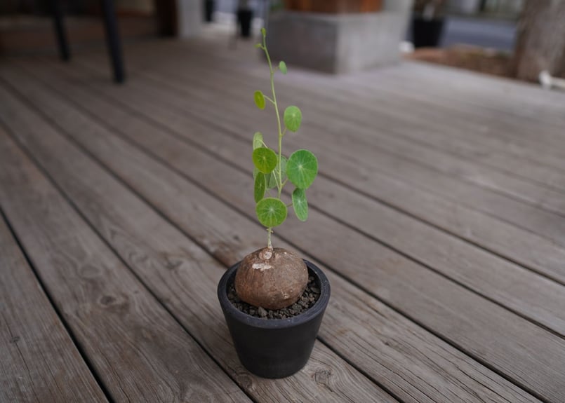 ステファニア　エレクタ　観葉植物　グリーン　サイズ大　塊根 大株♡ステファニア エレクタ 1株 + 栽培セット 〛Stephania