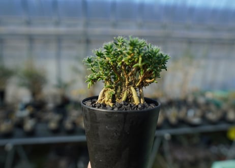 トリコディアデマ ステラツム　Trichodiadema stellatum  No.2
