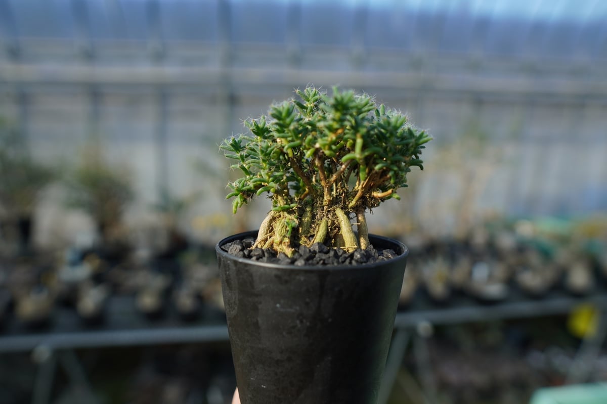 トリコディアデマ・ステラツム　鉢付 トリコディアデマ ステラツム Trichodiadema stellatum No.2 |
