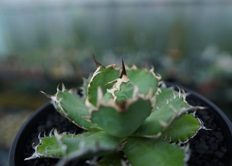 アガベ　チタノタ　フィリグリー　agave titanota filigree　No.1