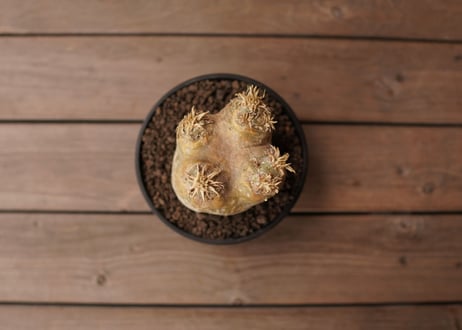 パキポディウム　エブレネウム　Pachypodium eburneum