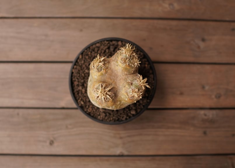 パキポディウム エブレネウム Pachypodium eburneum | mana's fa