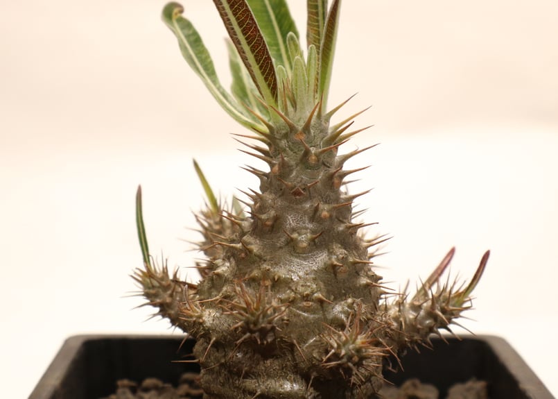 chika様　専　パキポディウムグラキリス実生 chika様 専 パキポディウムグラキリス実生 chika様 専 パキポディウム