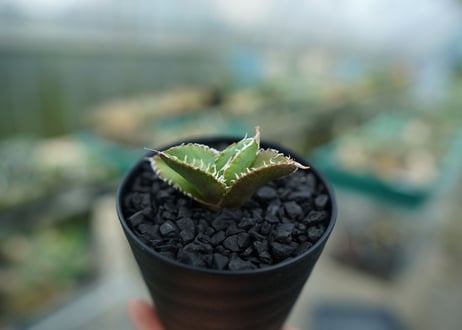 アガベ　チタノタ　追星 agave titanota cok
