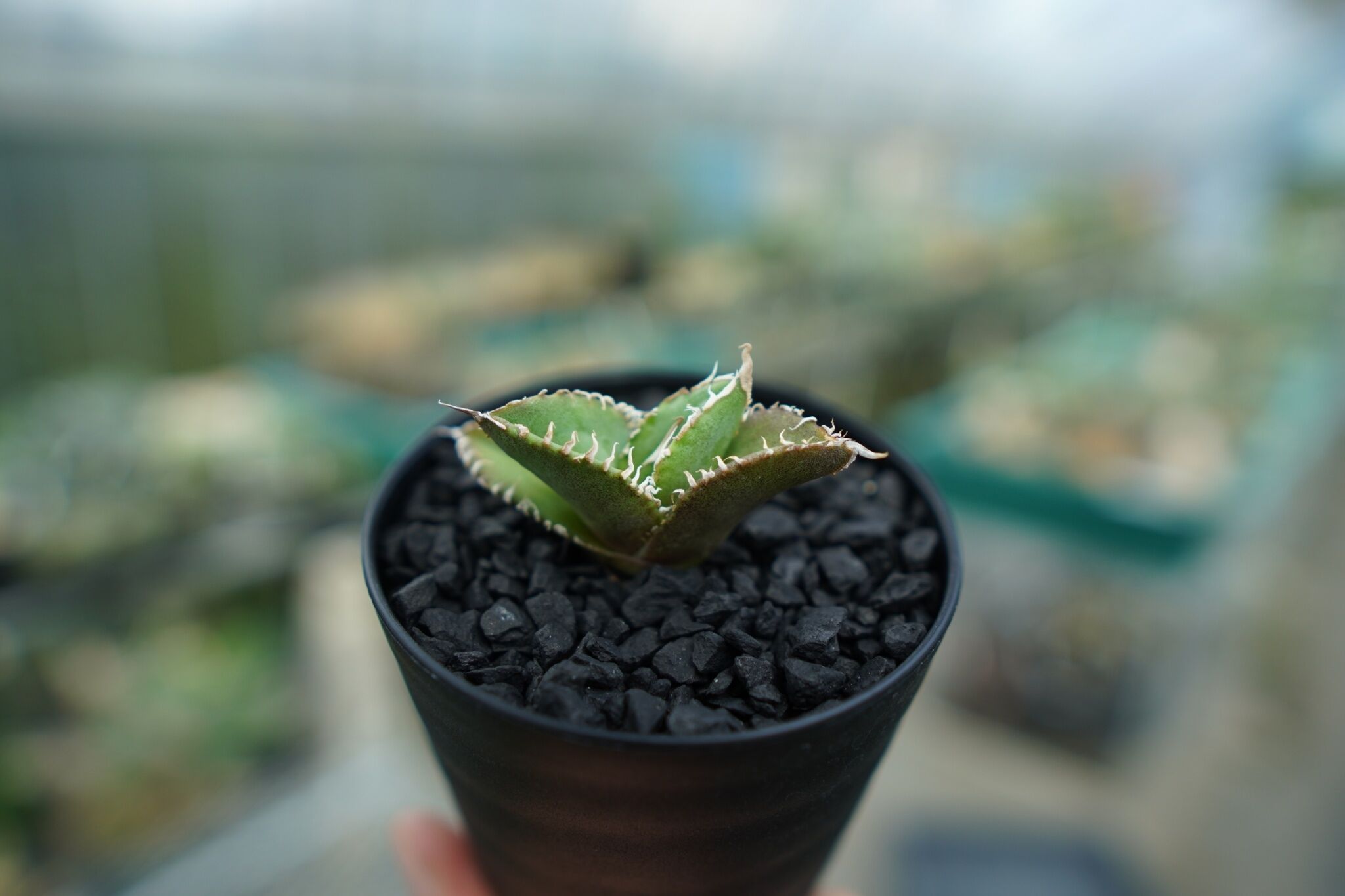 アガベ チタノタ 追星 agave titanota cok | mana's farm:塊根