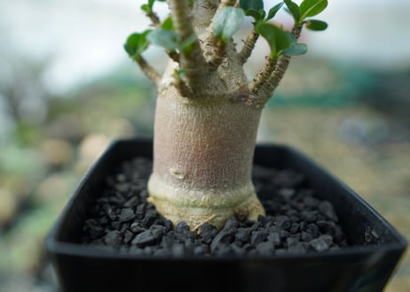 アデニウム　Adenium　No.4