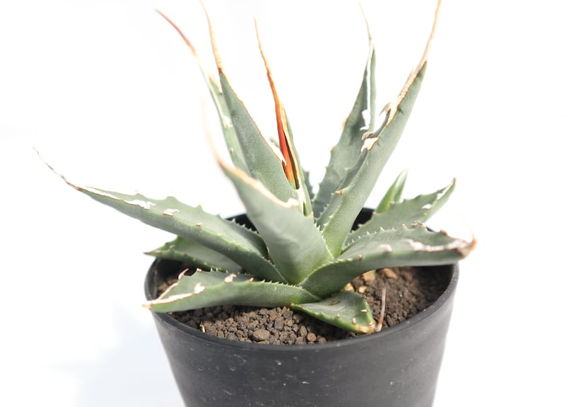 3値下げ✨アガベ　ユタエンシス　エボリスピナ アガベ ユタエンシス エボリスピナ no.3 | mana's farm:塊根植物