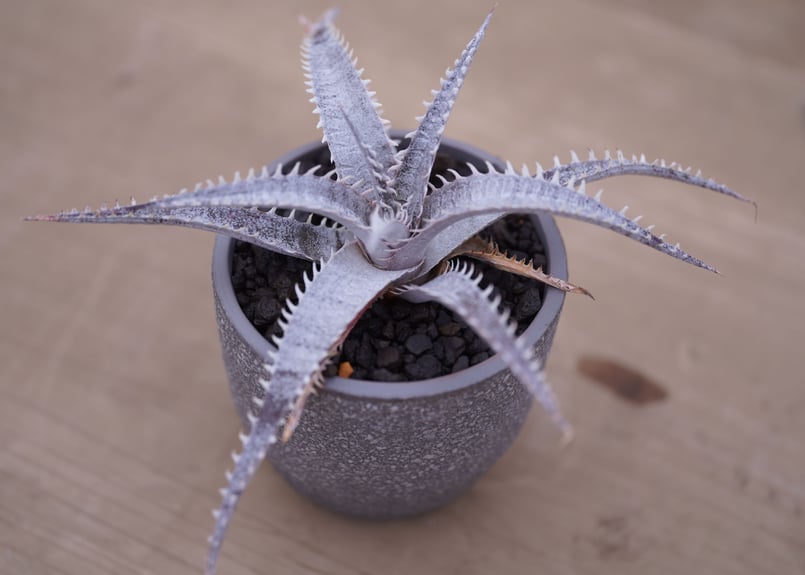 ディッキア T-rex ×keswick Dyckia T-rex ×keswick |