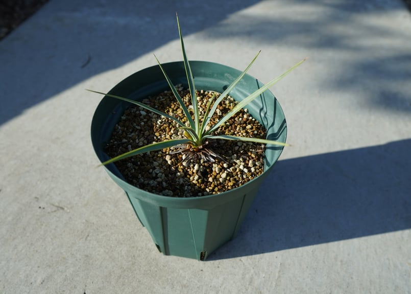 ユッカ ロストラータ ユッカ ロストラータ 8号 – 鉢人