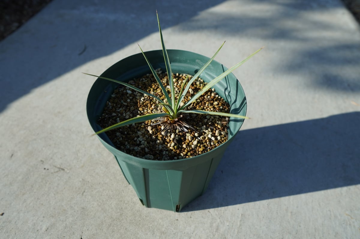 ユッカ ロストラータ yucca rostrata No.1 | mana's farm:塊根