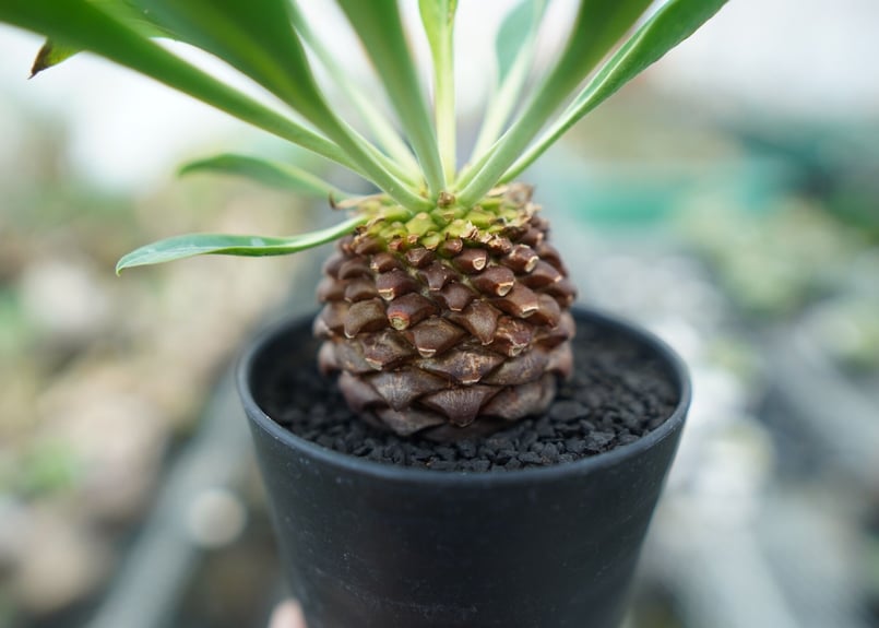 ユーフォルビア 鉄甲丸 Euphorbia bupleurifolia | mana's fa