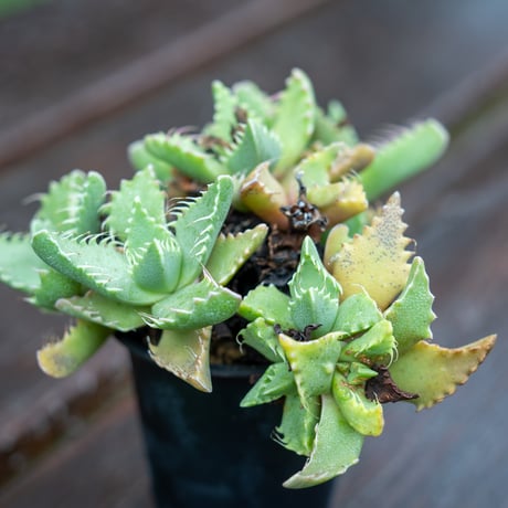 フォーカリア | STORES