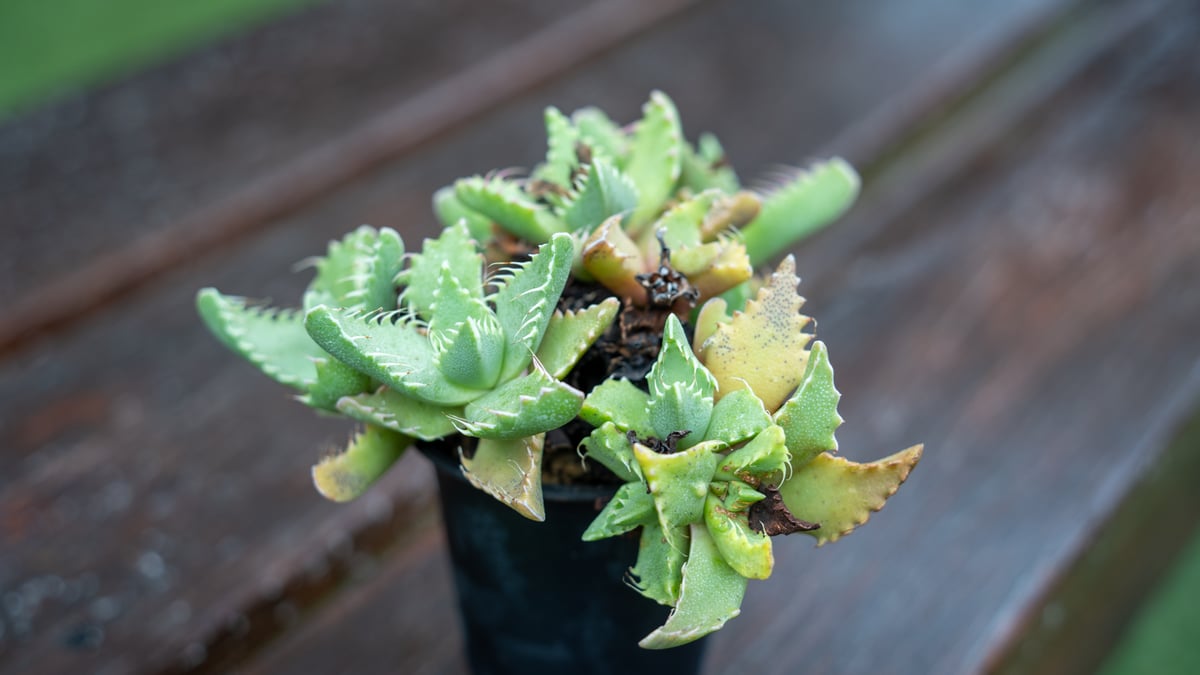 フォーカリア | mana's farm:塊根植物・アガベ・ドライガーデン植物